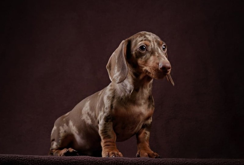 long haired double dapple mini dachshund