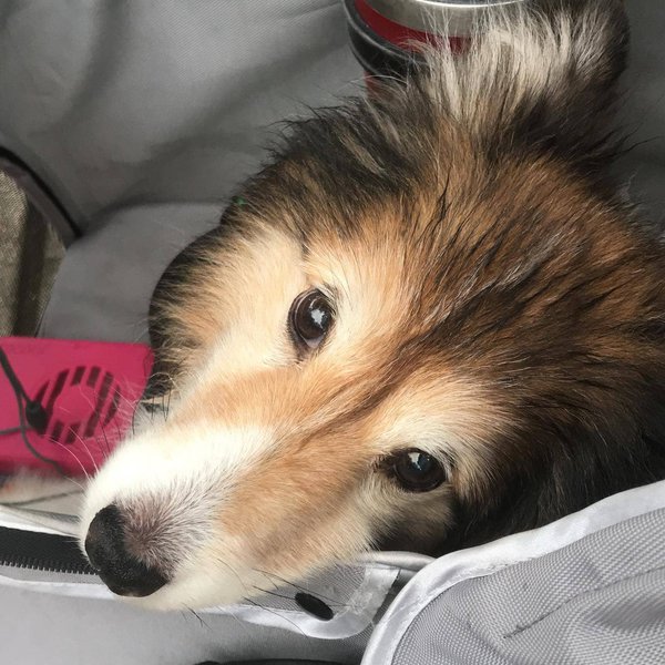 How Much Does A Sheltie Cost (April 2024) The Goody Pet