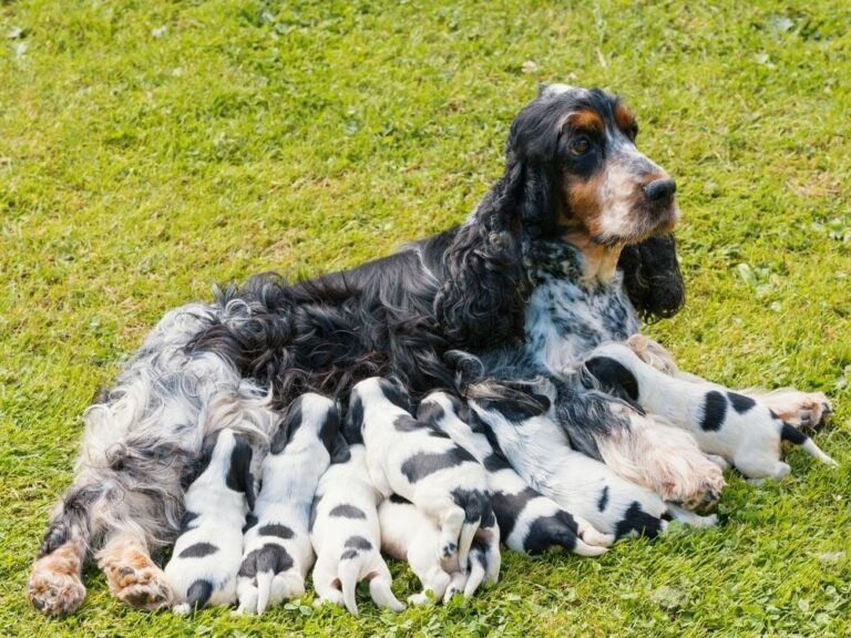 When Is A Dog Too Old To Have Puppies? The Goody Pet