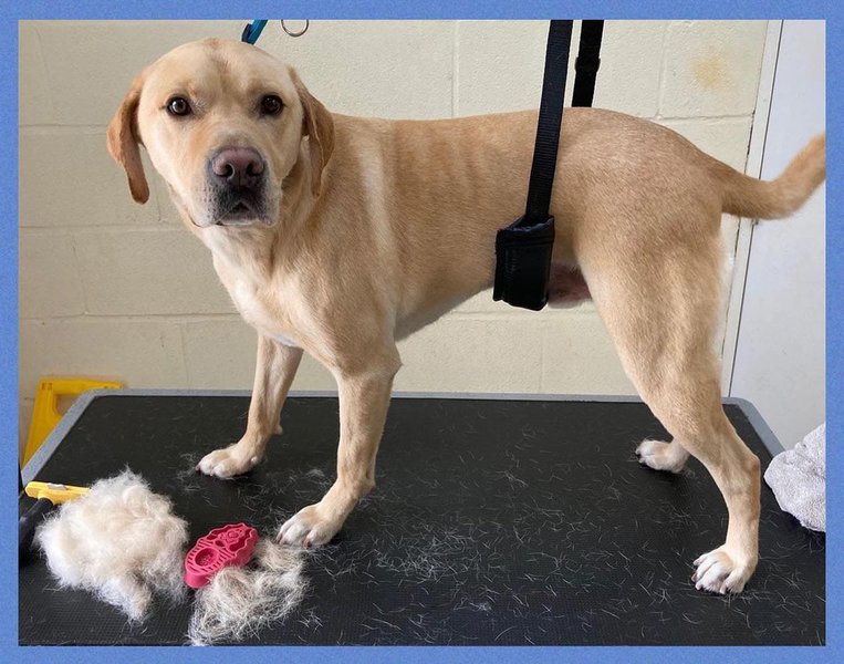 Do Labradors Shed? Shedding & Molting Tips The Goody Pet