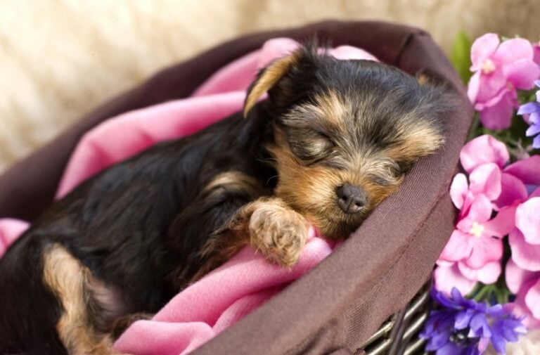 What Are A Yorkie's Sleeping Habits? Do They Sleep So Much? The Goody Pet