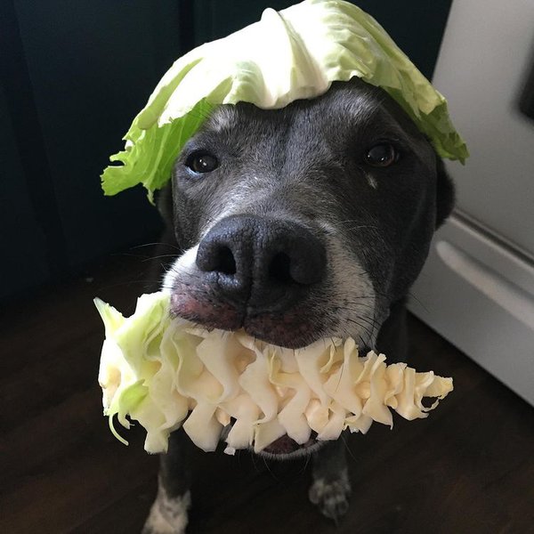 Can Dogs Eat Cabbage Cooked Or Raw The Goody Pet