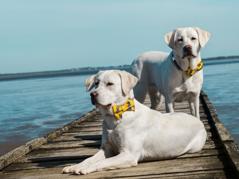 White Labrador Your Complete Breed Guide The Goody Pet