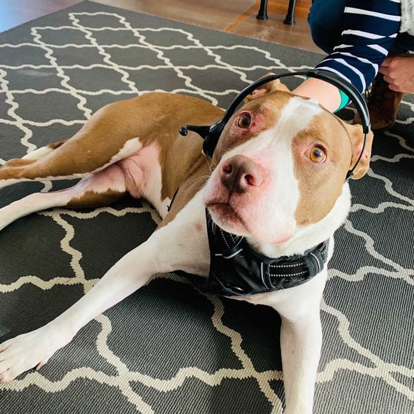 36 Beautiful Colors And Patterns Of A Pitbull The Goody Pet