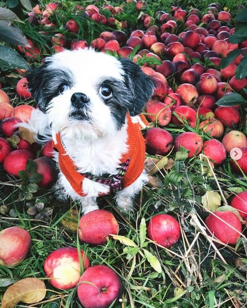 Can Dogs Eat Apples? Here Are The 4 Reasons Why This Fruit Is A