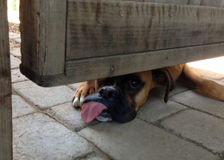 How Much Does A Boxer Cost (June 2024) The Goody Pet