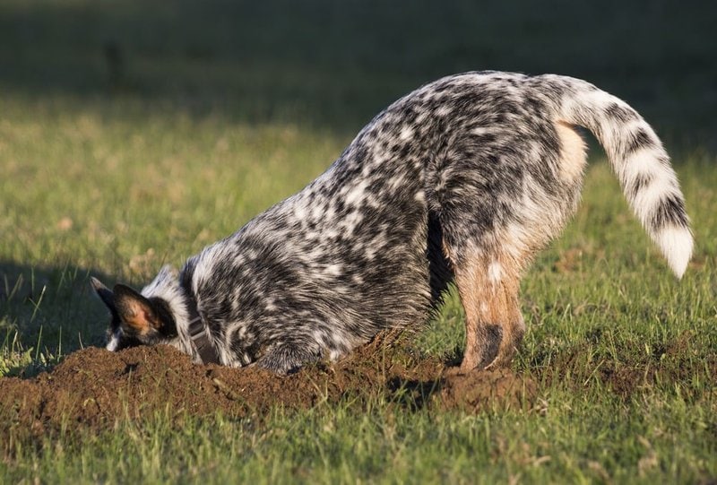 Why Do Dogs Bring You Their Bones