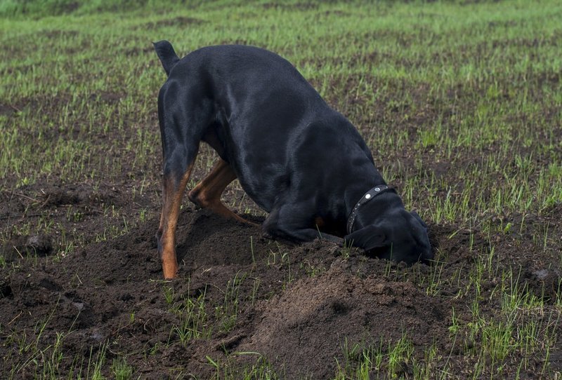 why does my dog try to bury her food