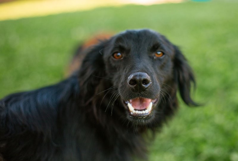 Why Do Dogs Chatter Their Teeth? Listen To The Incredible Sounds Their