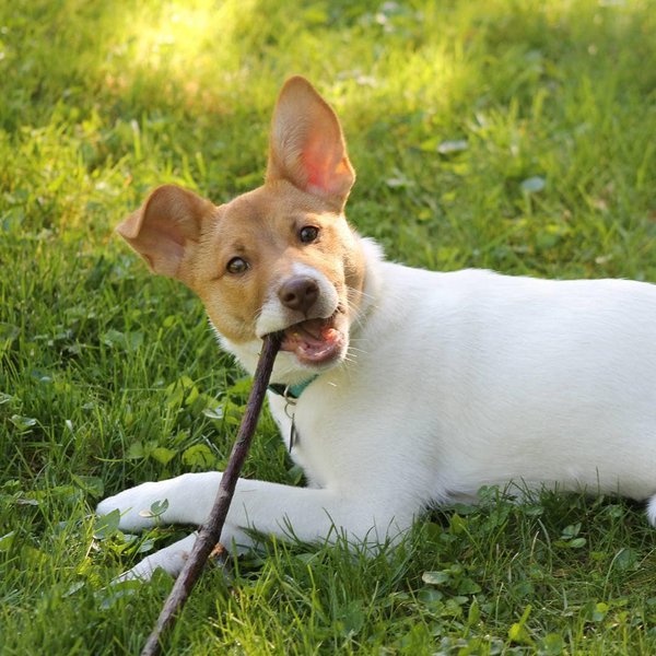Can Dogs Chew On Sticks? Watch Out For The Dangers! The Goody Pet