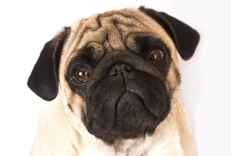 Have A Info About Why Do Dogs Cry When Getting Groomed