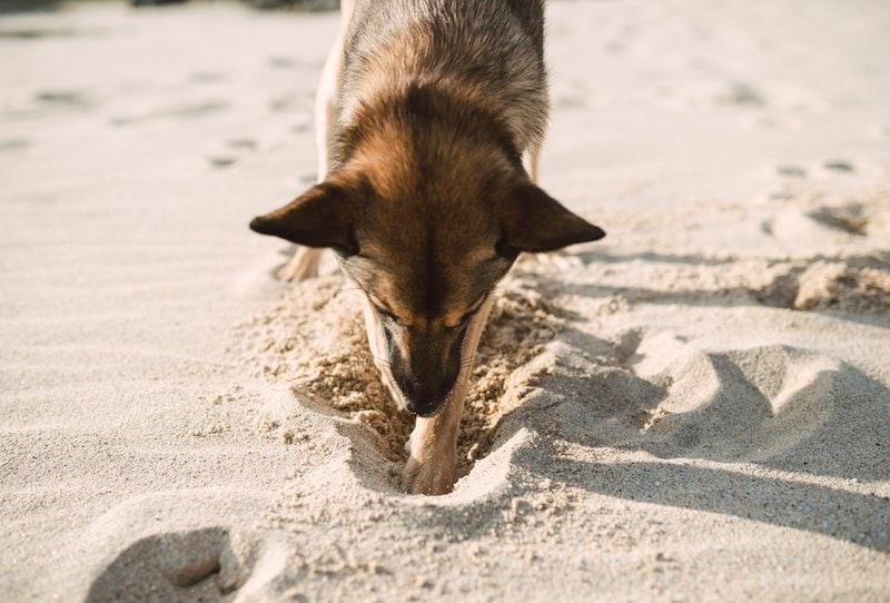 Why Do Dogs Dig? Insights To Understanding Why Dogs Love Digging Holes