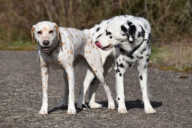 How To Get Dogs Unstuck After Mating