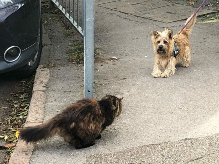 Why Do Dogs Hate Cats? Debunking This Ancient Myth The Goody Pet