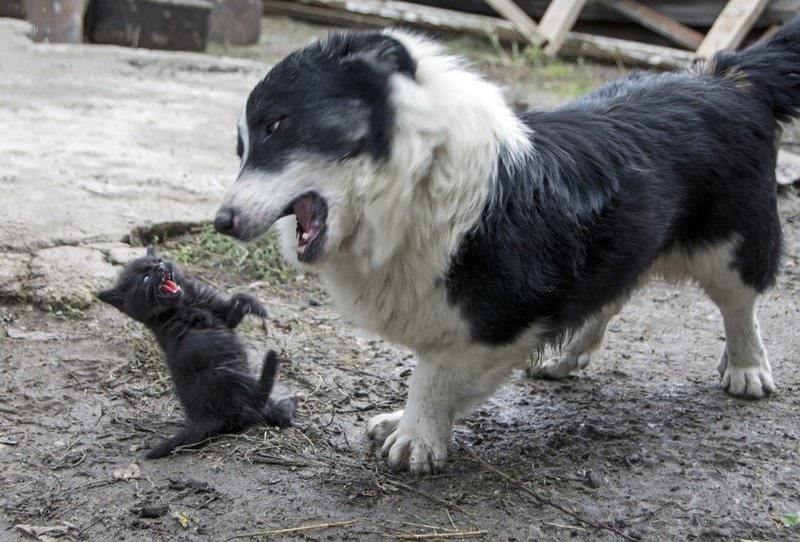 Why Do Dogs Hate Cats? Debunking This Ancient Myth The Goody Pet