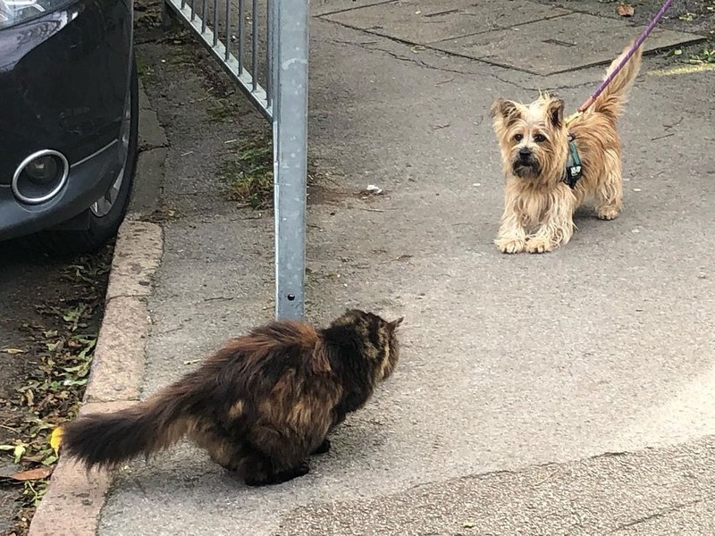 Why Do Dogs Hate Cats? Debunking This Ancient Myth The Goody Pet