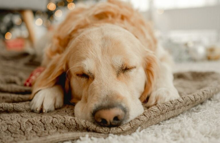 Best Melatonin Supplement For Dog [Updated On: March 2026]