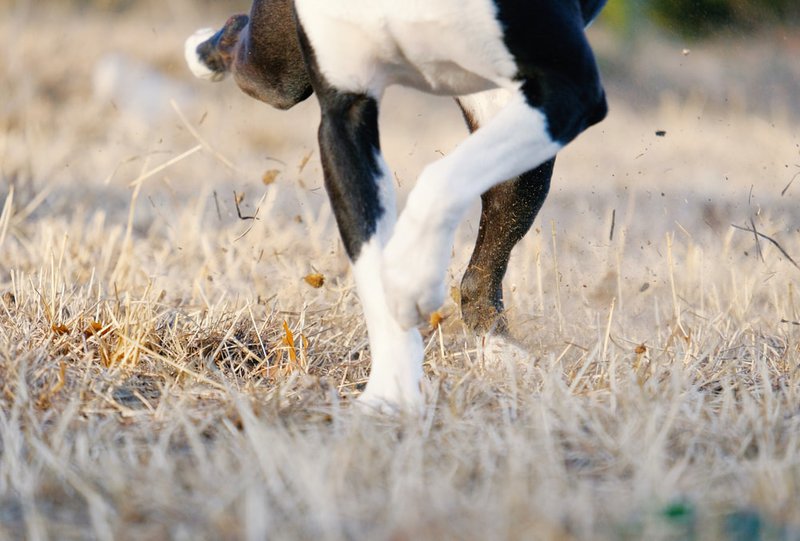 Why Do Dogs Kick Their Hind Legs After They Poop