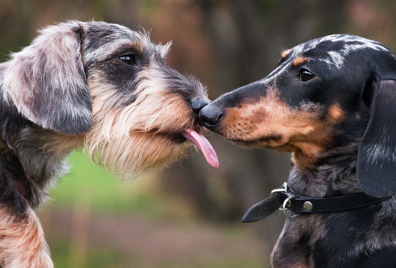 Why Do Dogs Lick Each Other? 8 Surprising Reasons The Goody Pet