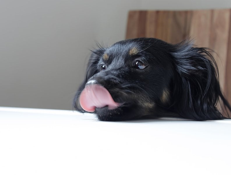 Why Do Dogs Lick Furniture? Here's How To Stop It - The Goody Pet