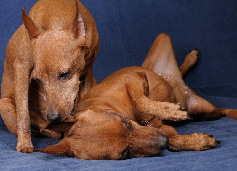 Why Do Dogs Lick Other Dogs' Ears? Understanding This Instinctive
