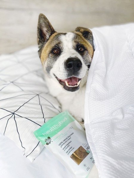 Why Do Dogs Lick Furniture? Here's How To Stop It The Goody Pet