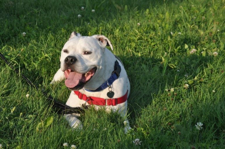 Why Do Dogs Lick Their Legs? Should I Be Worried? The Goody Pet