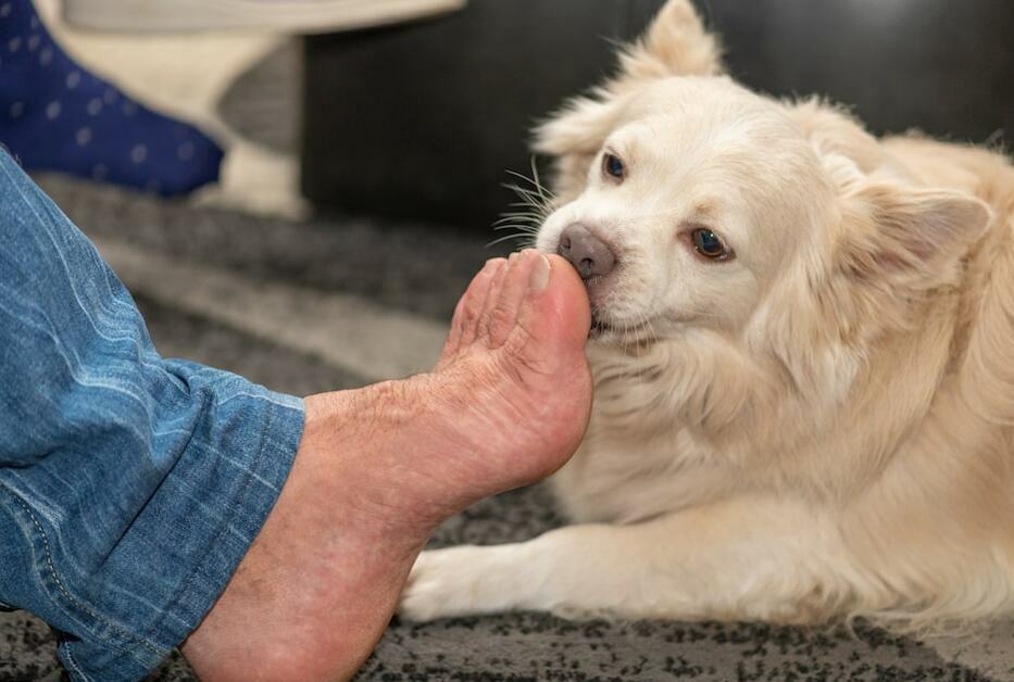 Why Do Dogs Lick Your Feet? Reasons Why And How To Stop It The Goody Pet