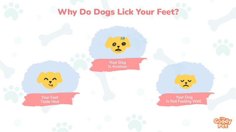 why do dogs lick your feet all the time