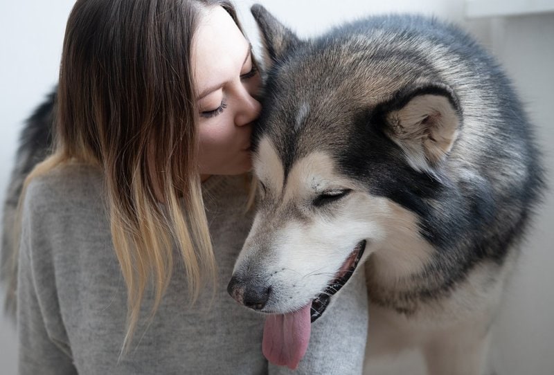 Why Do Dogs Love Humans? And Understanding Why This Makes Dogs So