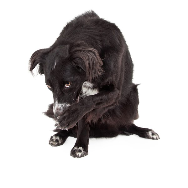 Why Do Dogs' Paws Smell Like Fritos? Here's How To Stop It The Goody Pet