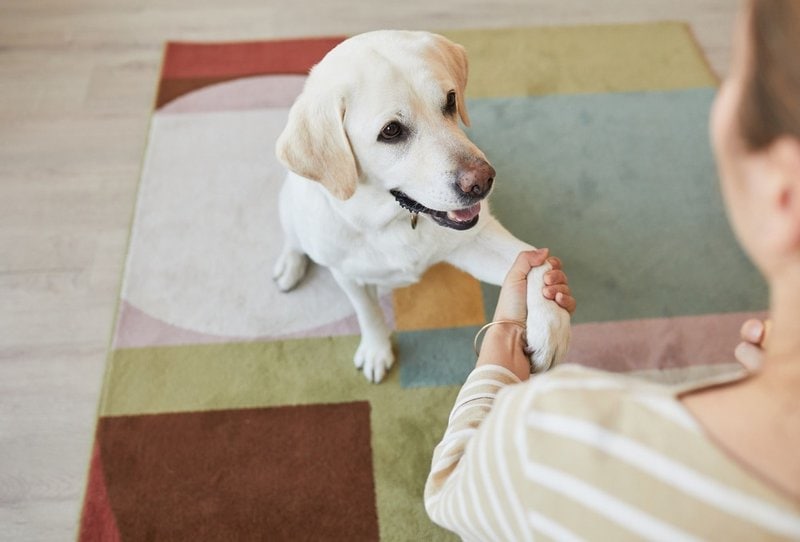 why dog puts paw on you