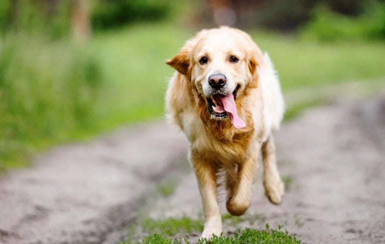 what should you do if your dog runs away