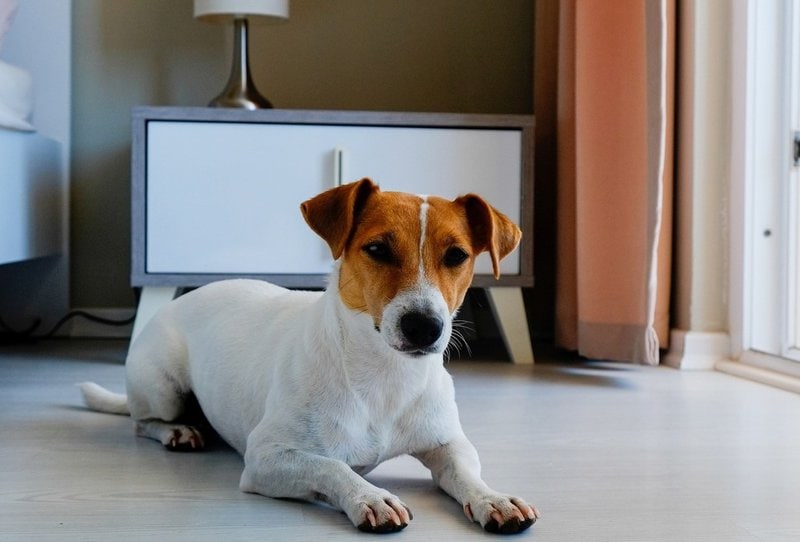 What To Do If A Dog Scratches You