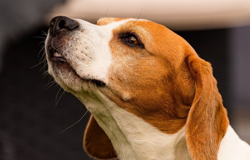 Why Do Dogs Smell Your Crotch? Insights To Understanding This Sniffing