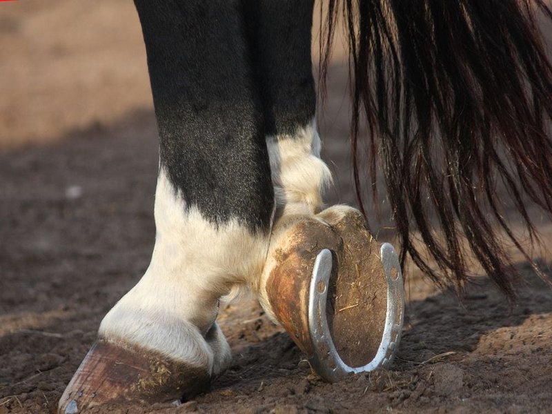 Why Do Horses Need Shoes? Everything You Need To Know The Goody Pet