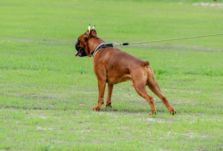 Why Do People Dock Dogs Tails Understanding The Truth Behind Tail Docking Practices The Goody Pet