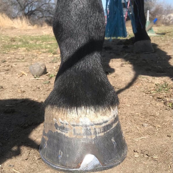 Why Do Horses Need Shoes? Everything You Need To Know The Goody Pet