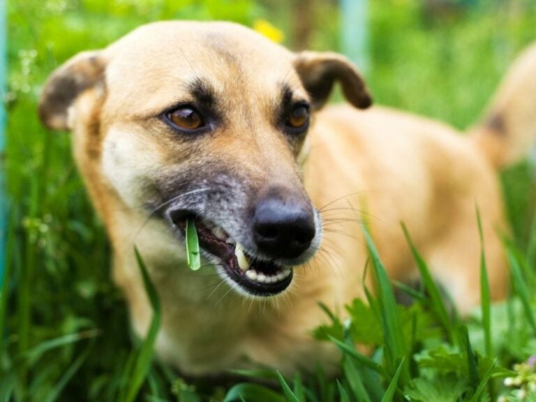 Why Does My Dog Eat Grass? Should I Be Worried? The Goody Pet