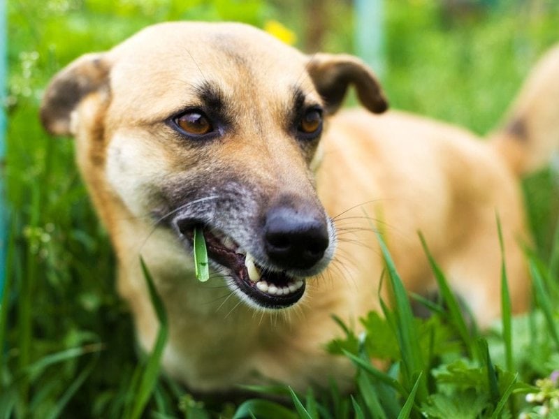 Why Does My Dog Eat Grass? Should I Be Worried? The Goody Pet