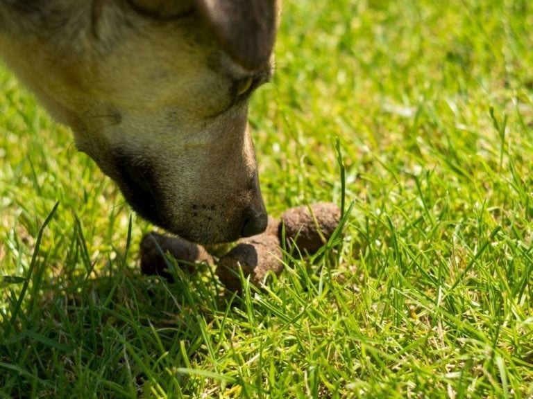 why dogs eat their feces