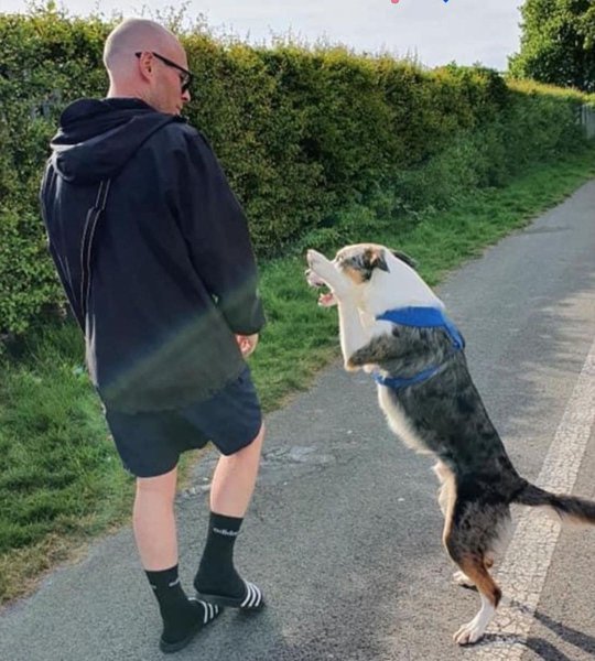 How To Stop Your Dog From Jumping? And Understanding Why The Goody Pet