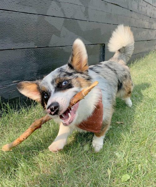 Why Do Dogs Eat Sticks? Insights To Understanding Their Obsession The