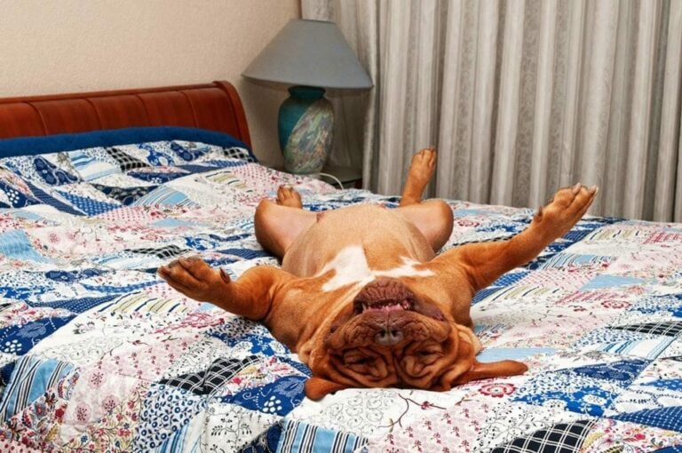 Why Do Dogs Sleep On Their Backs? Here's Why They Love It The Goody Pet