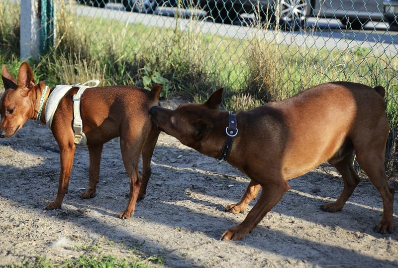 Why Does My Dog's Vag Smell Like Fish? Here's How To Beat It The