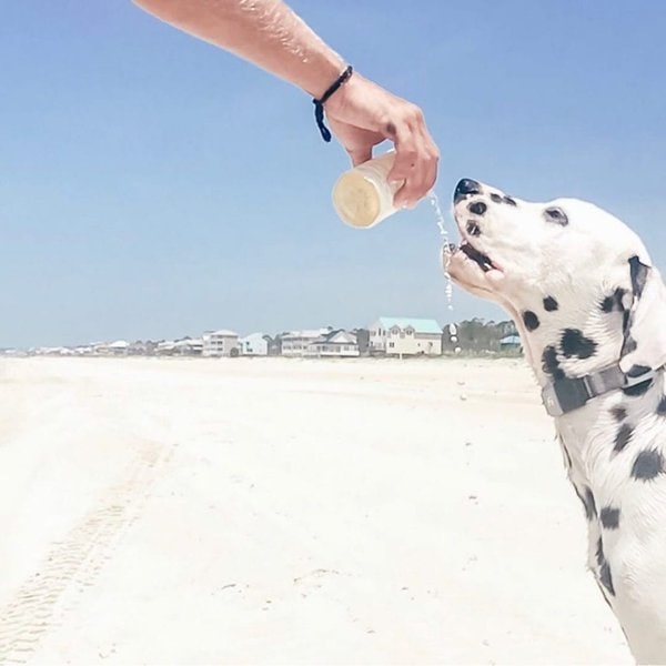 Can Dogs Drink Distilled Water? 3 Reasons Why It Is Not A Good Idea