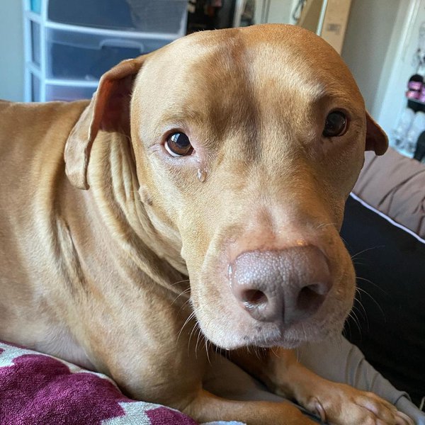 Can Dogs Cry Tears? Here's Why They Can The Goody Pet