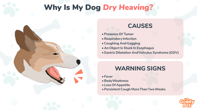 why does my dog dry heave a lot
