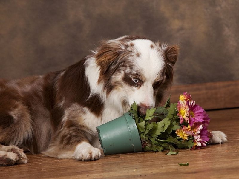 what do you do if your dog eats dirt