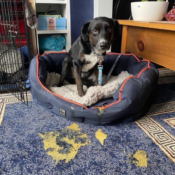 Why Does My Dog Eat Grass? Should I Be Worried? The Goody Pet